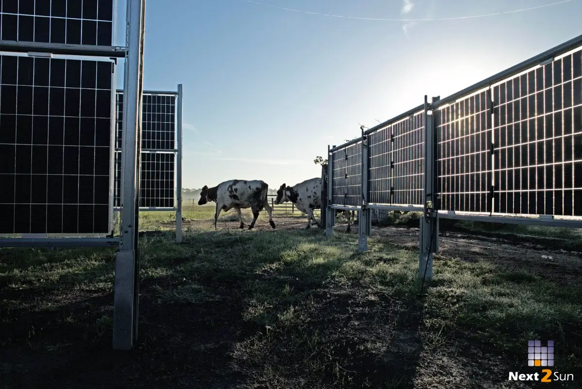 Kühe auf der Weide zwischen Solarzaun-Reihen